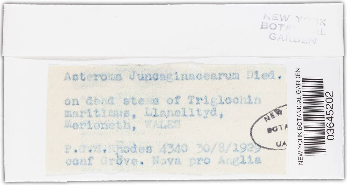 Venturia juncaginearum image