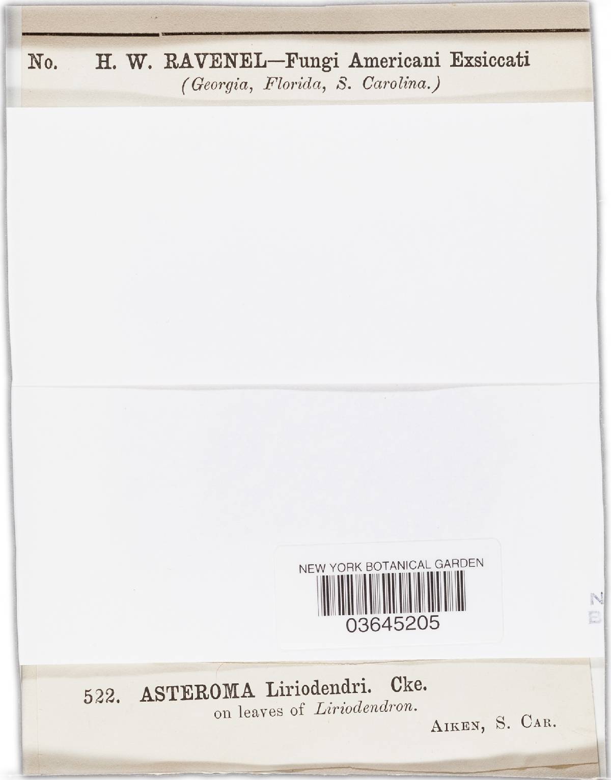 Asteroma liriodendri image