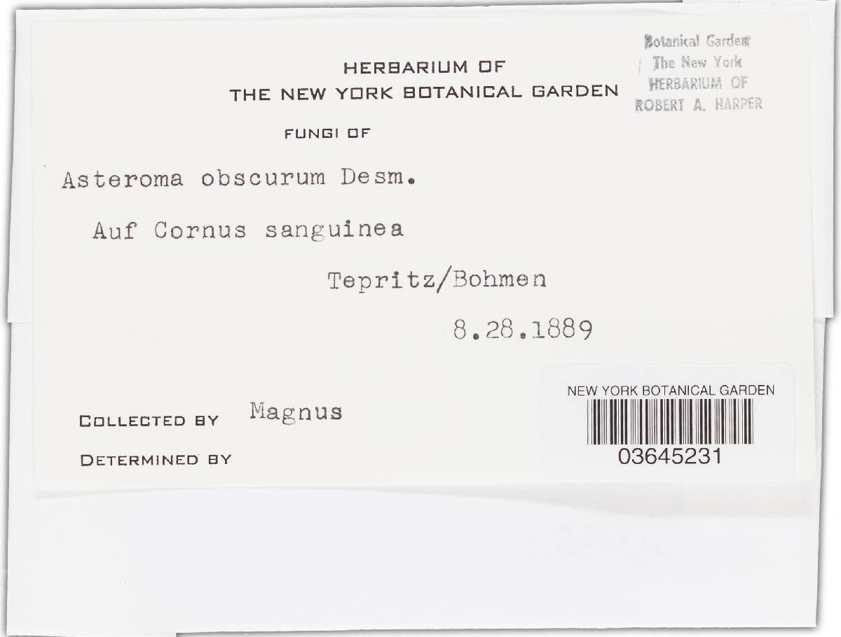 Asteroma obscurum image