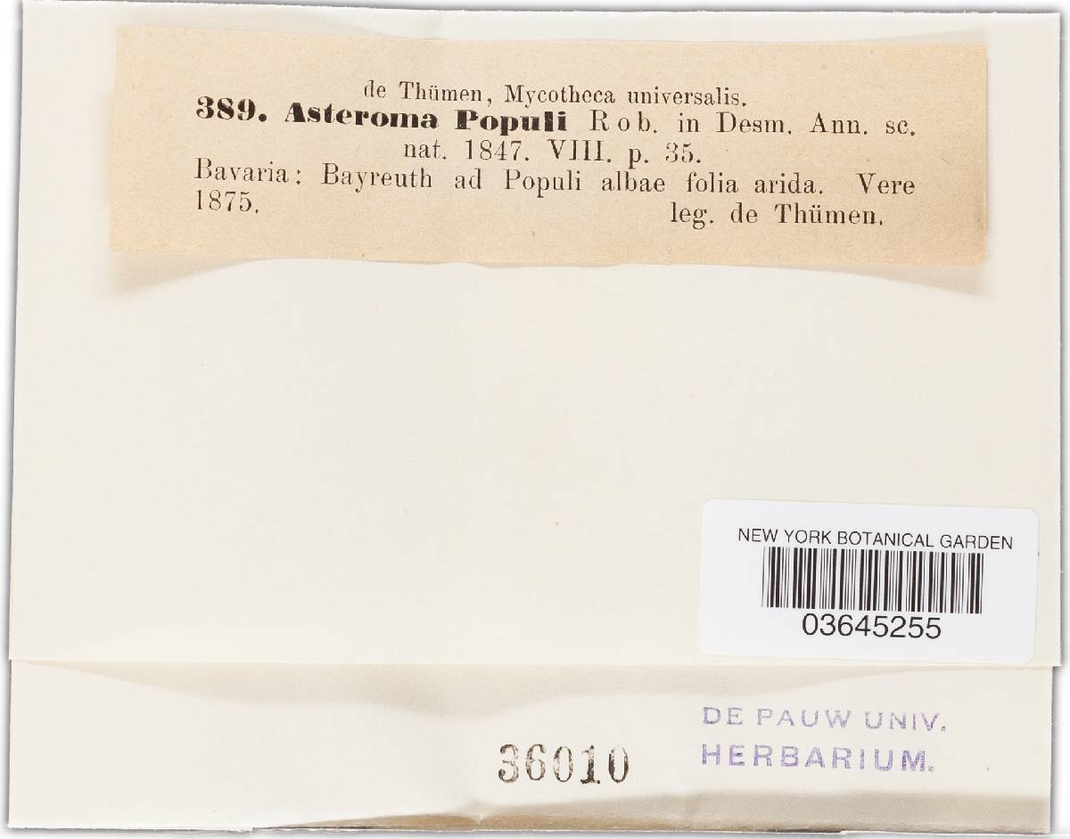 Asteroma populi image