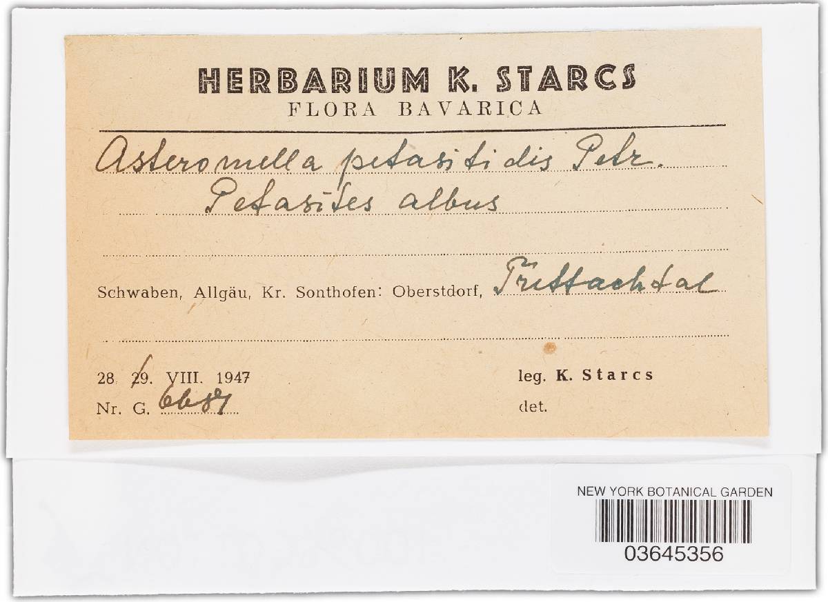 Asteromella petasitidis image