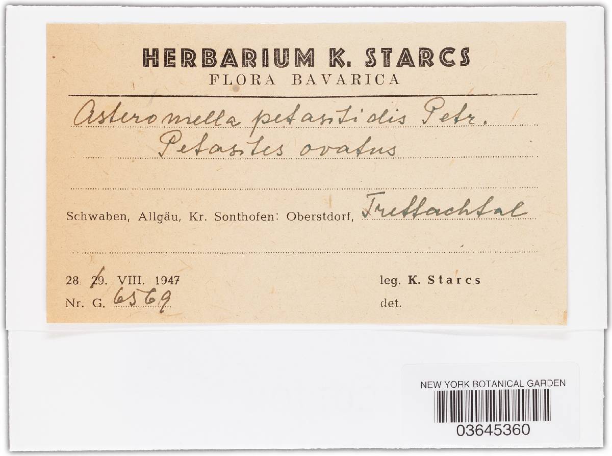 Asteromella petasitidis image