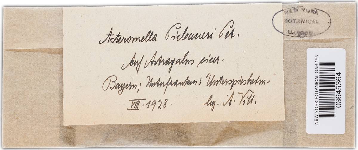 Asteromella picbaueri image