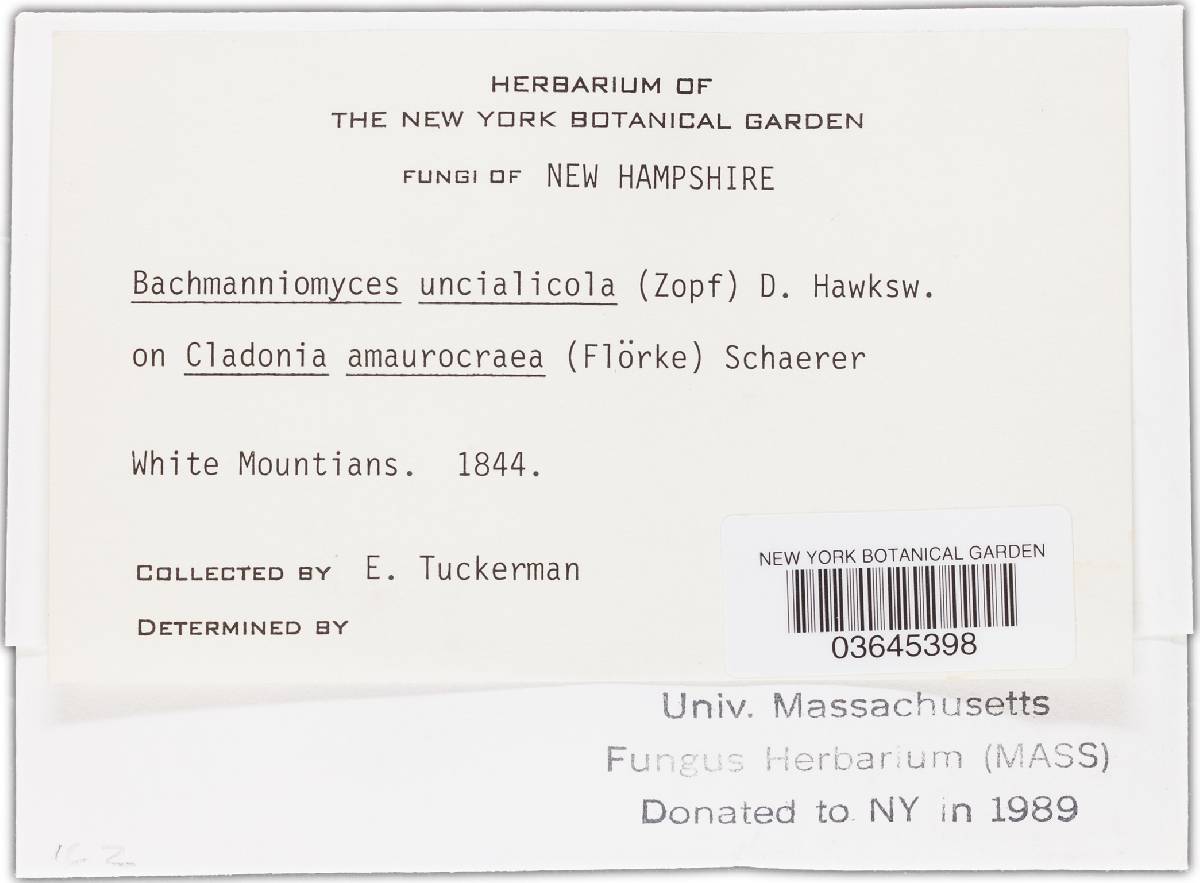 Bachmanniomyces uncialicola image