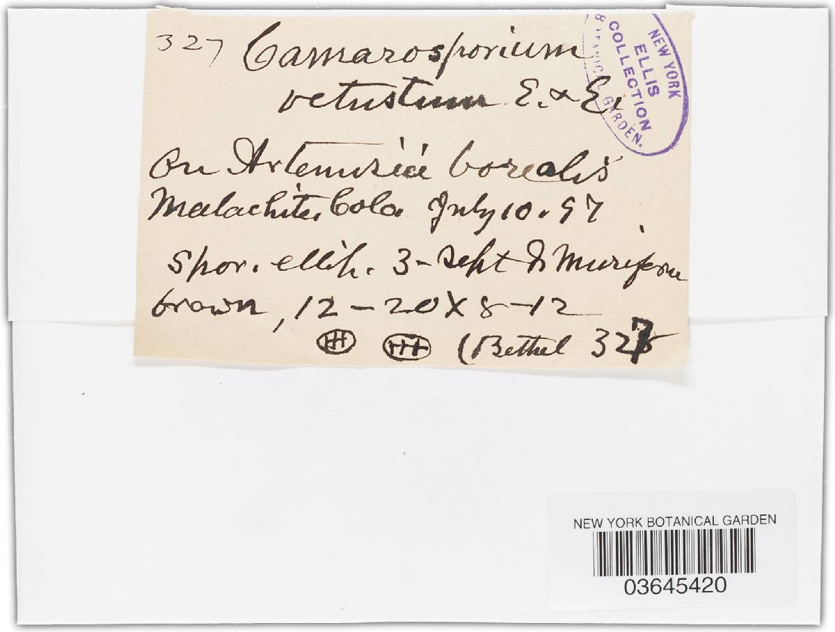 Camarosporium vetustum image
