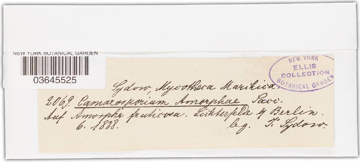 Camarosporium amorphae image