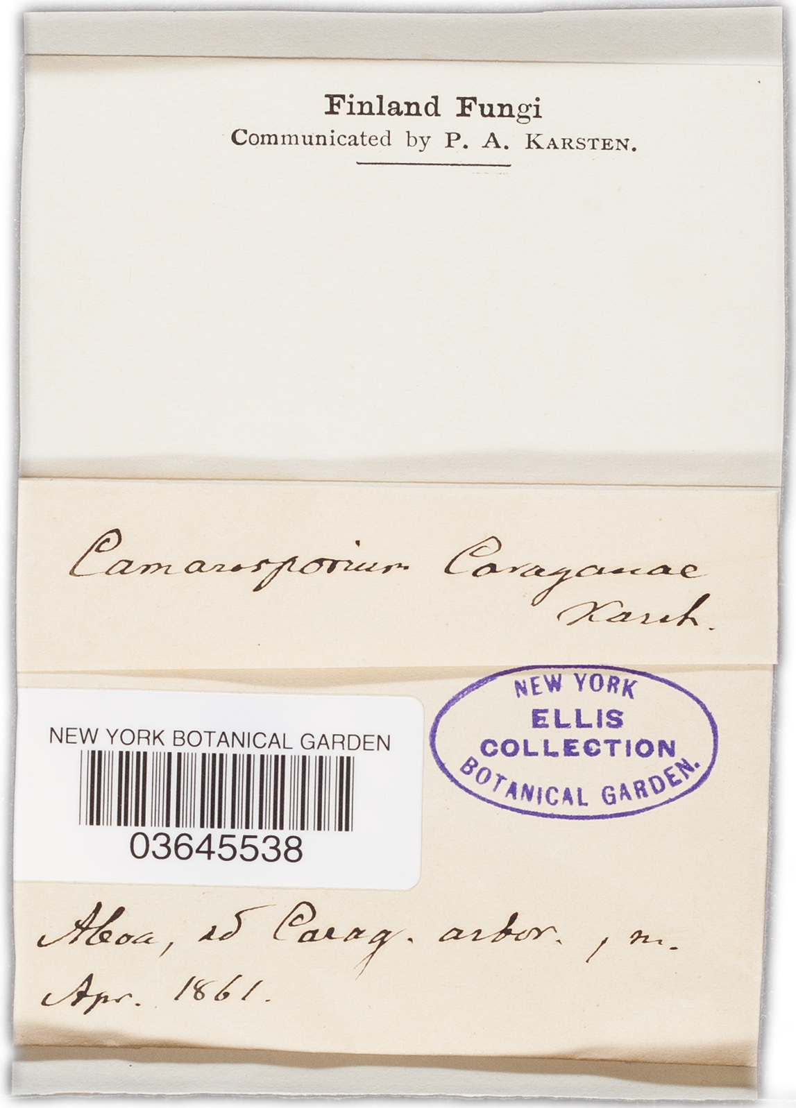 Camarosporium caraganae image