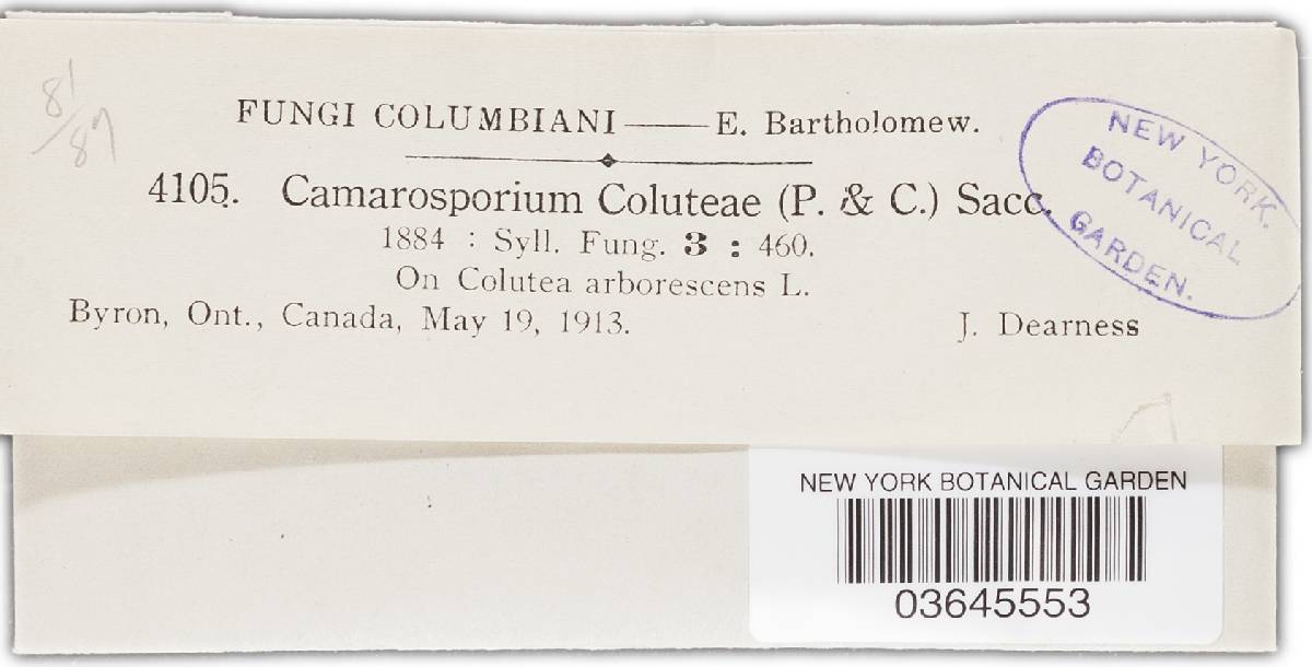 Camarosporium coluteae image