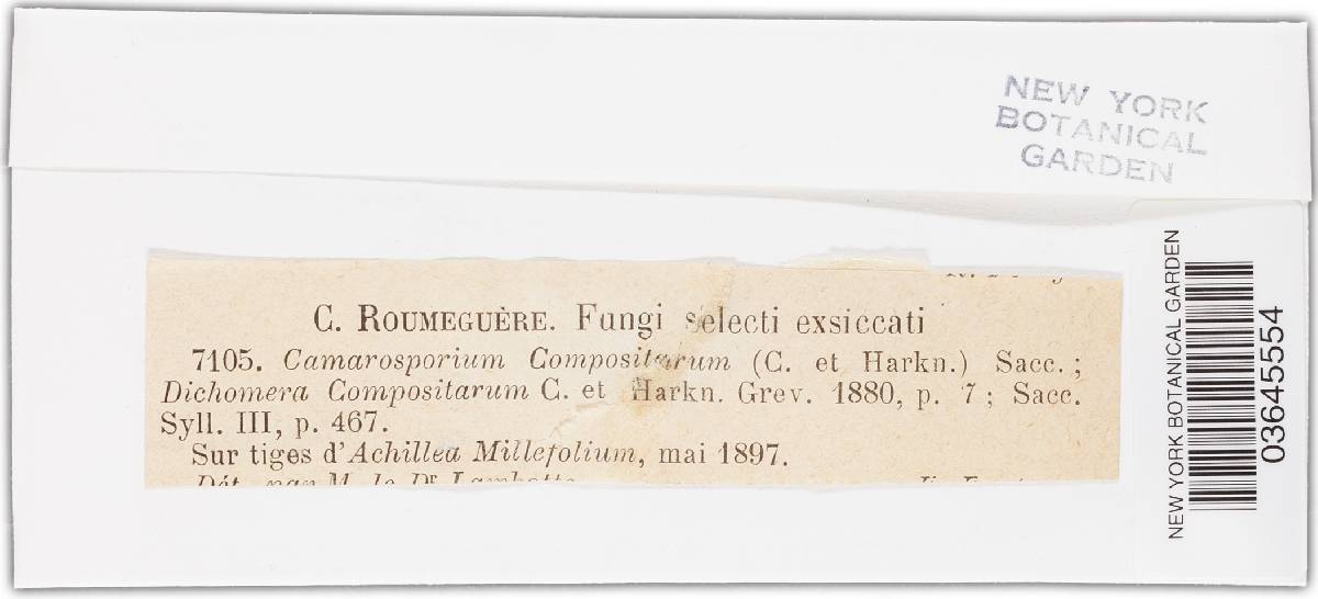 Camarosporium compositarum image