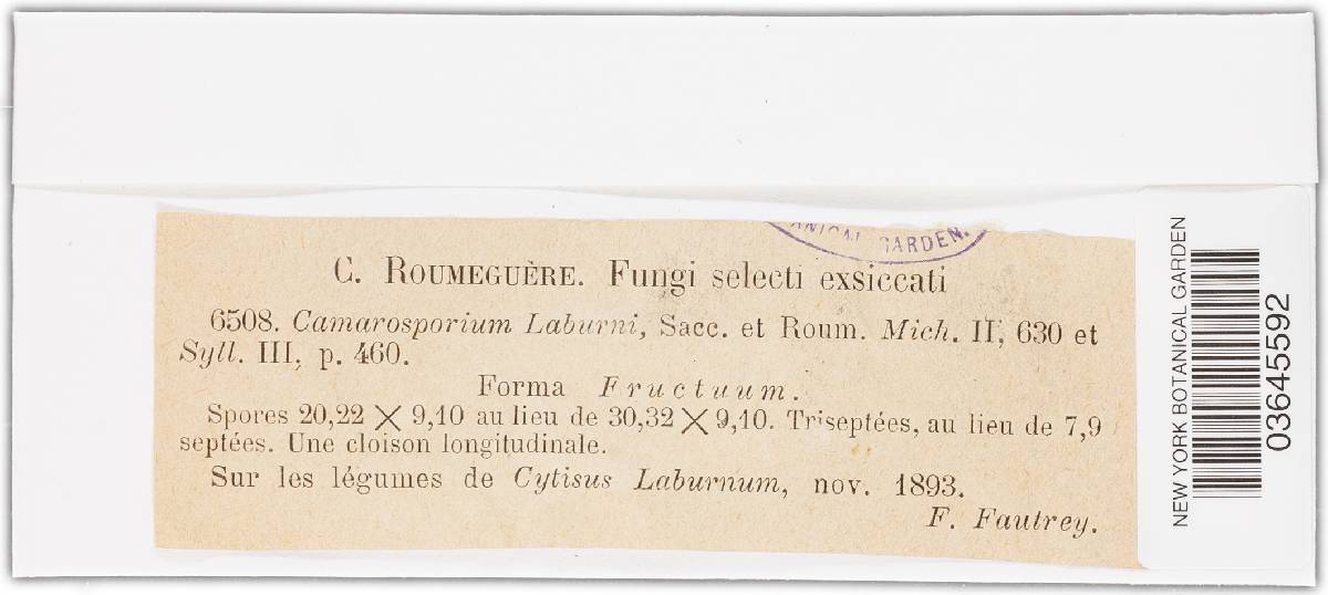 Cucurbitaria laburni image