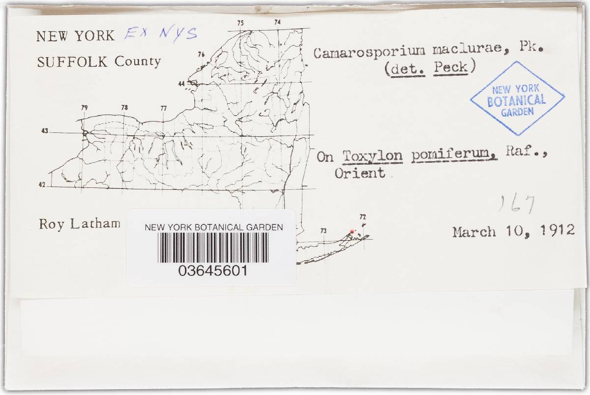 Camarosporium maclurae image