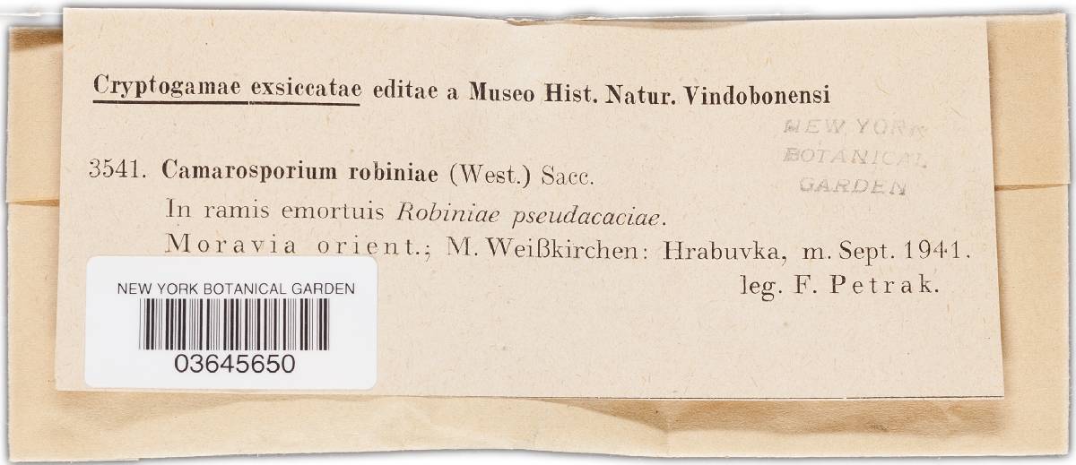Camarosporium image