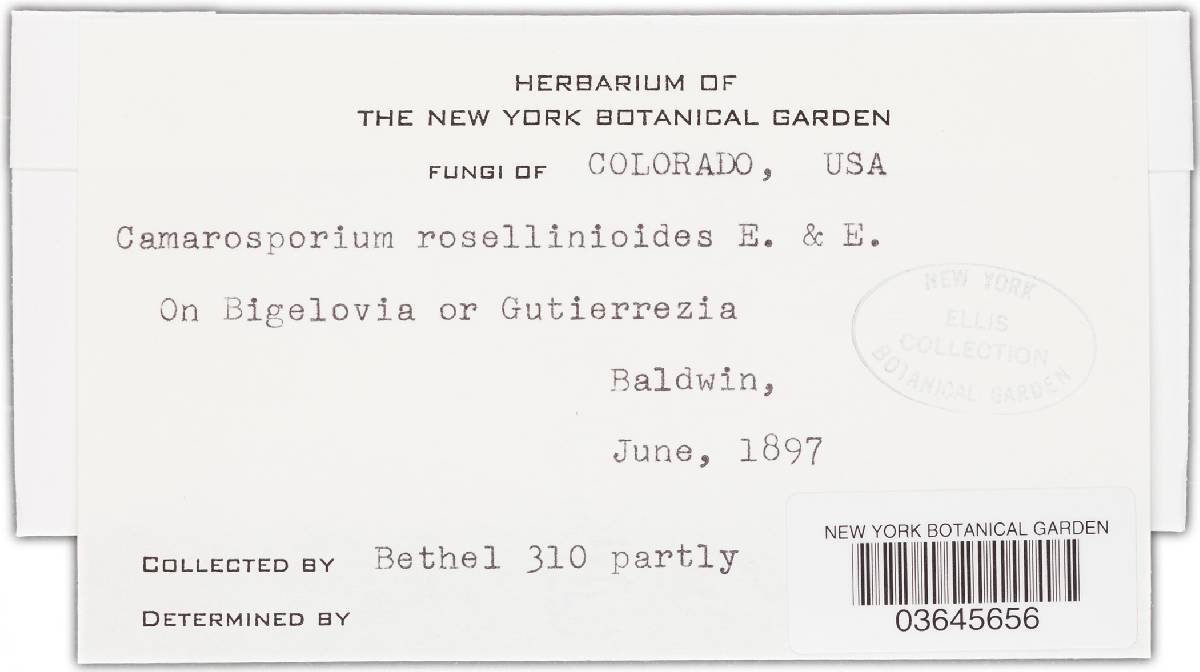 Camarosporium rosellinioides image