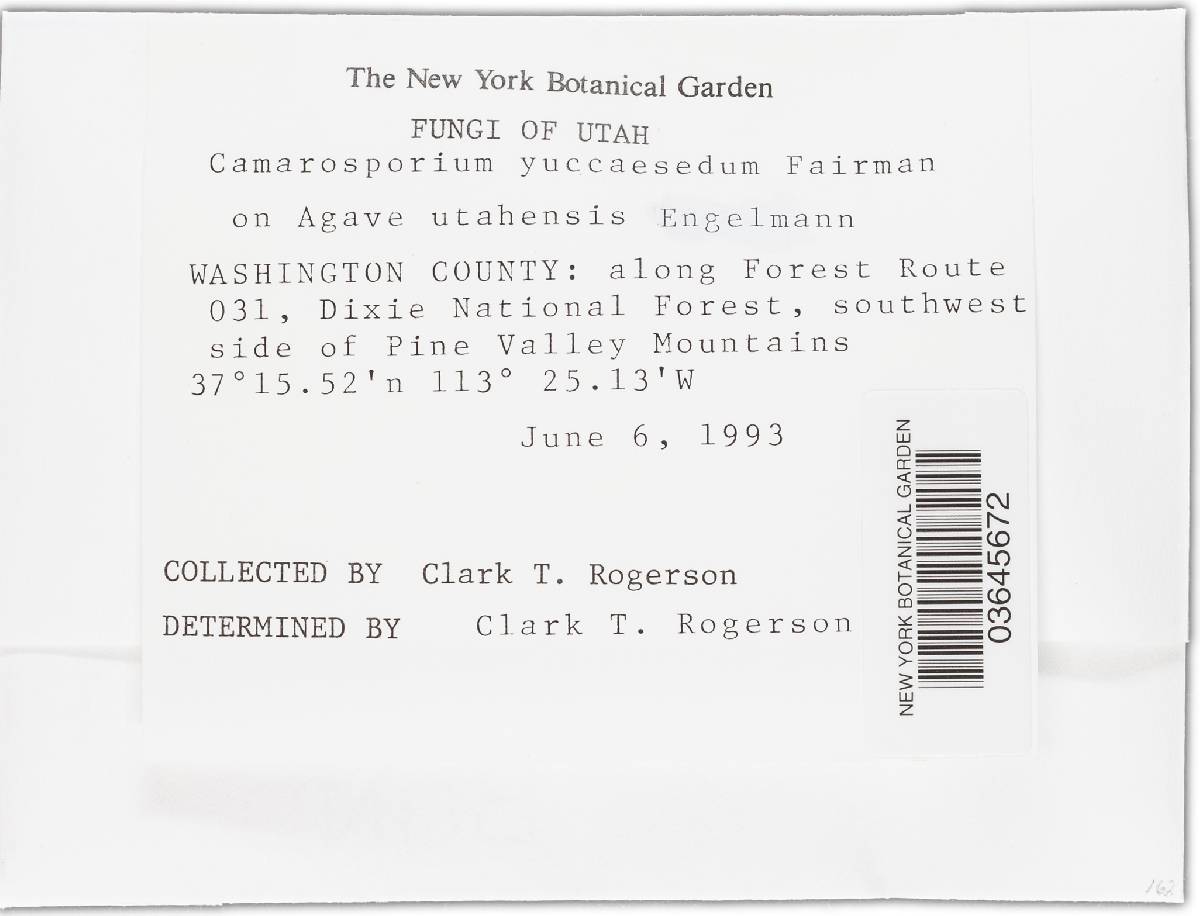 Camarosporium yuccaesedum image