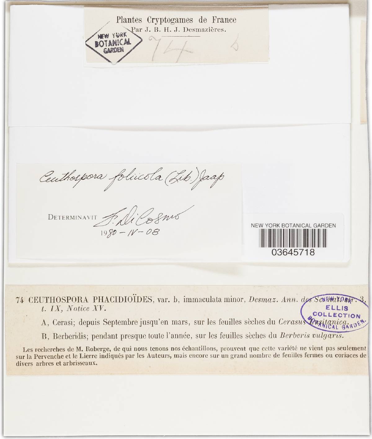 Ceuthospora foliicola image
