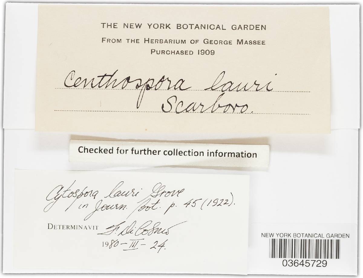 Ceuthospora lauri image
