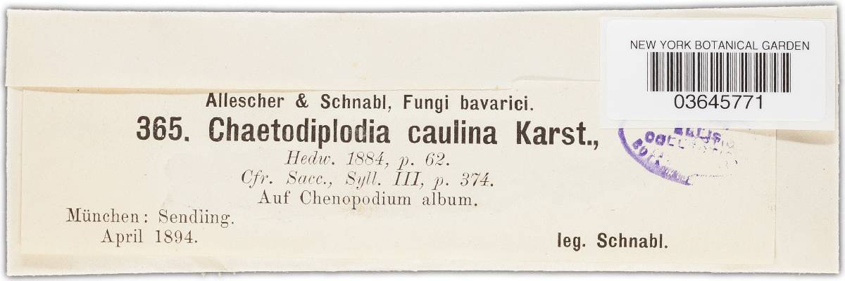 Ascochyta caulina image