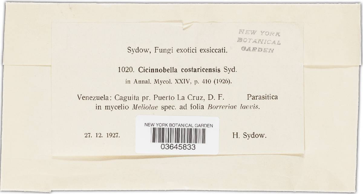 Cicinnobella costaricensis image