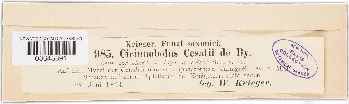 Cicinnobolus cesatii f. euonymi image