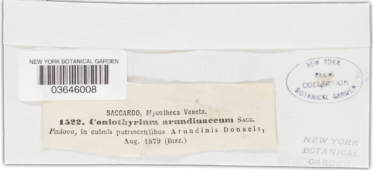 Cytoplea arundinacea image