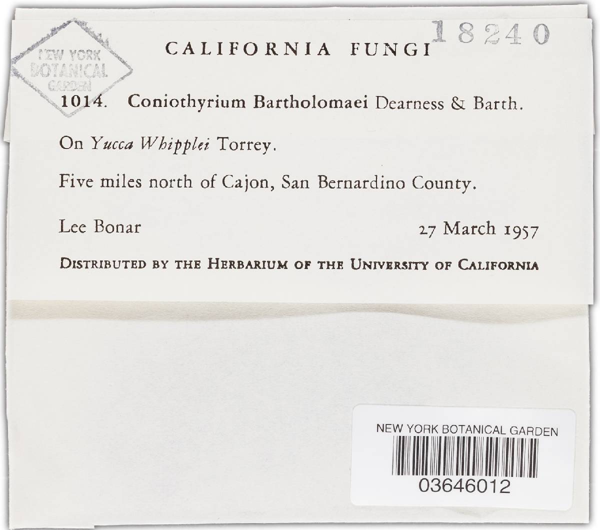 Coniothyrium bartholomaei image