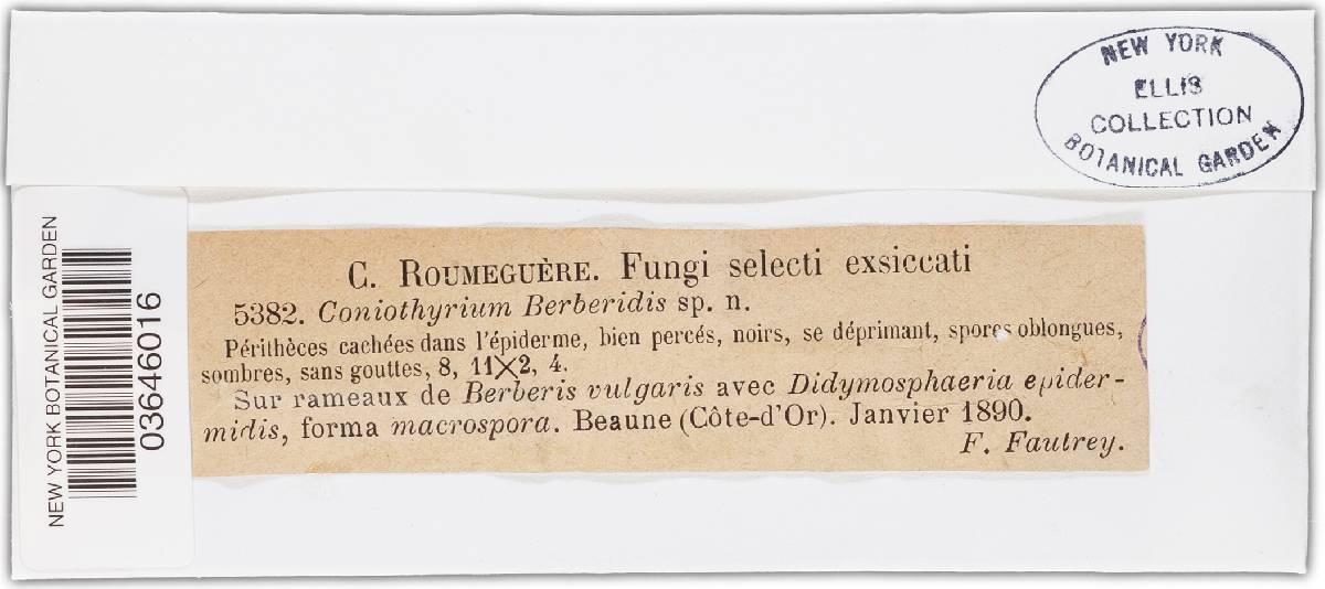 Coniothyrium berberidis image