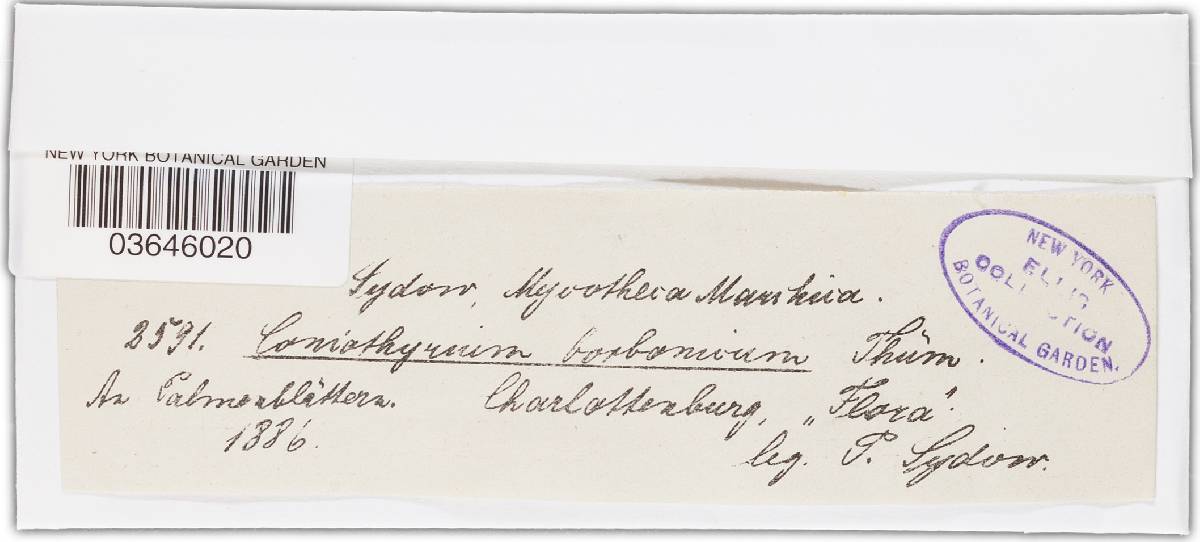 Coniothyrium borbonicum image