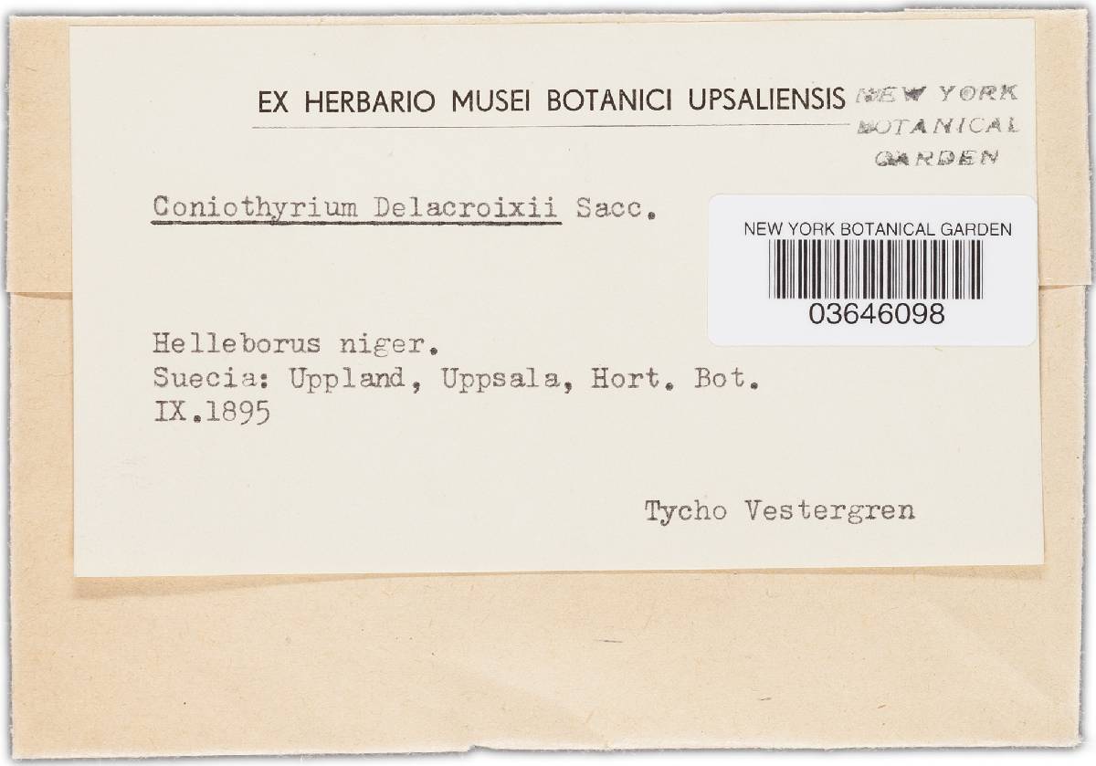 Coniothyrium delacroixii image