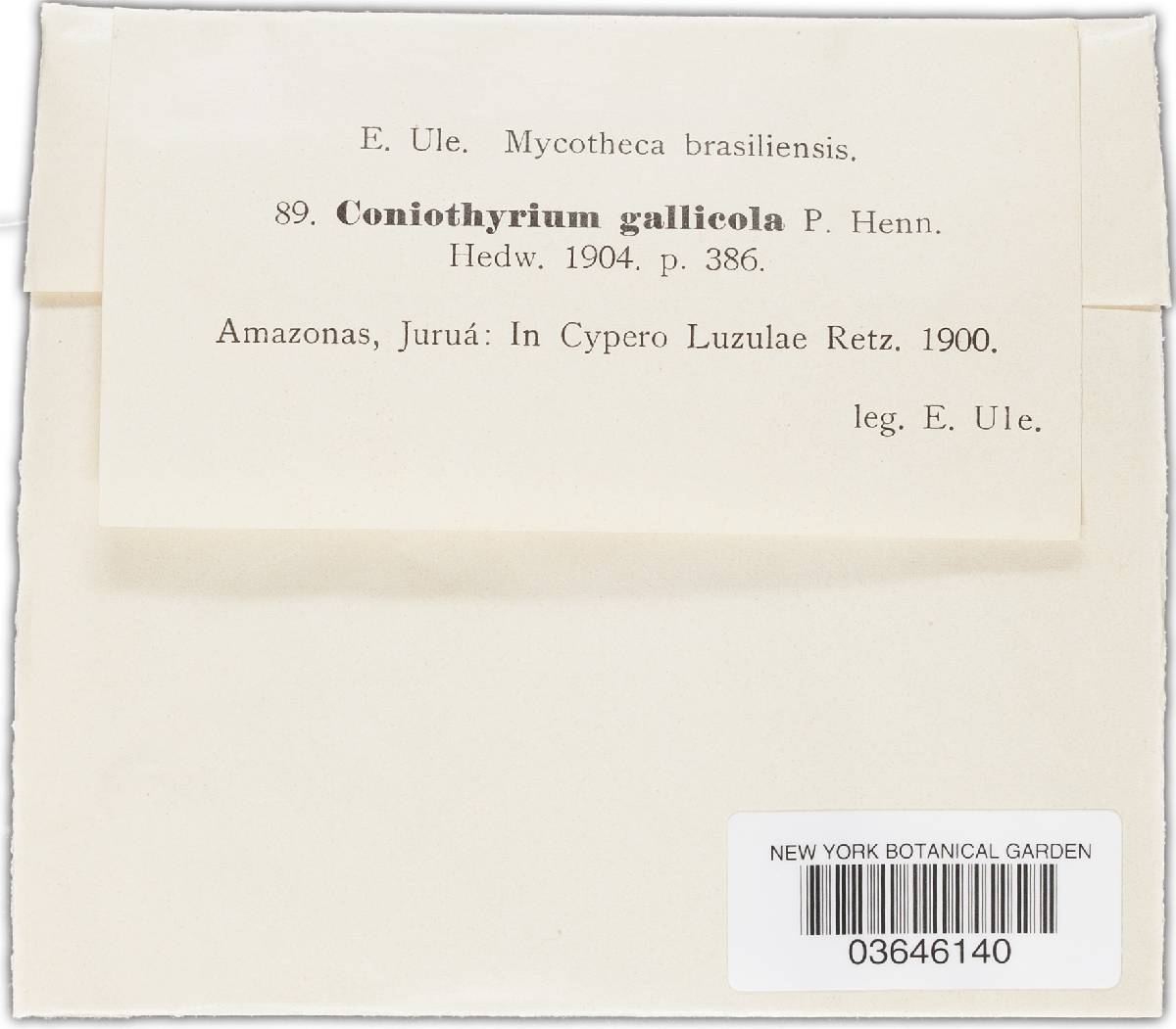 Coniothyrium gallicola image