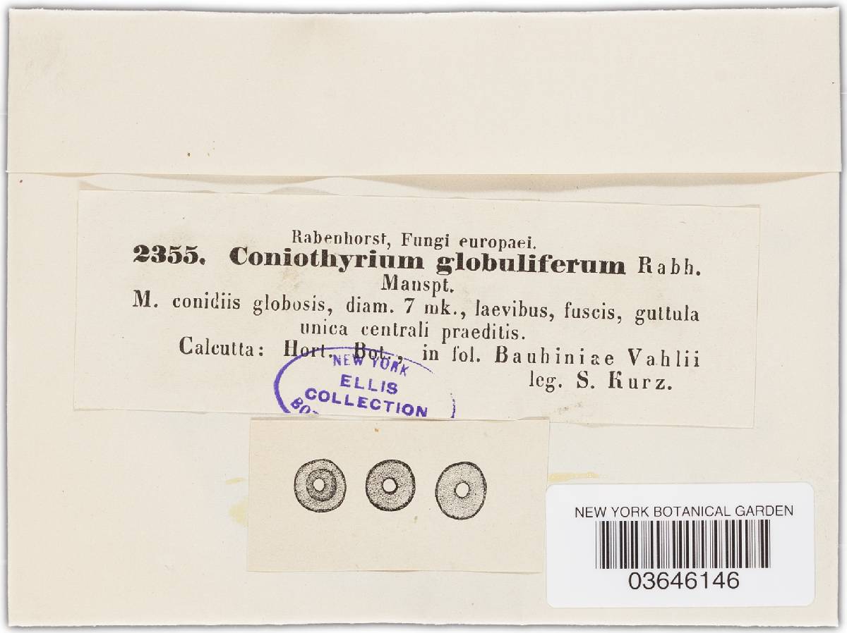 Coniothyrium globuliferum image