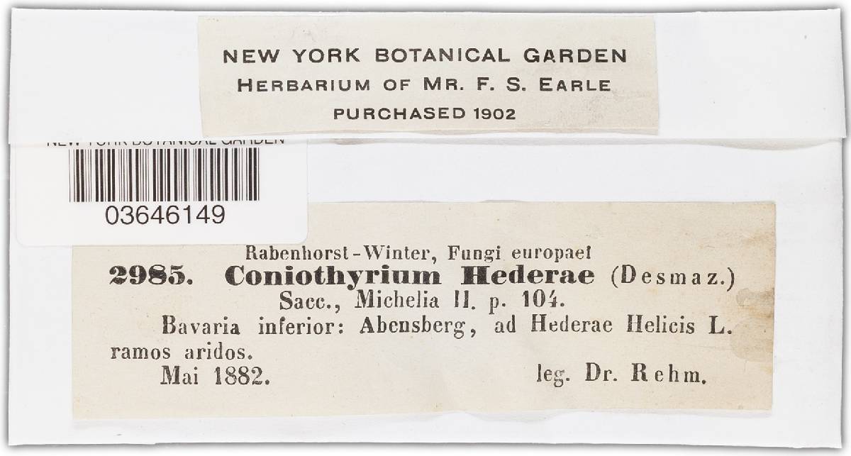 Cytoplea hederae image