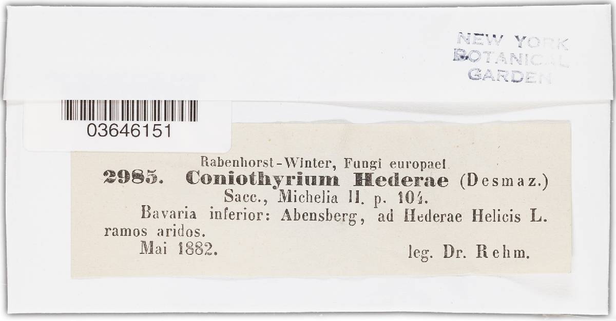Cytoplea hederae image