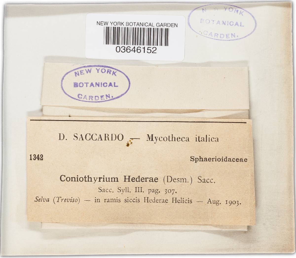 Cytoplea hederae image