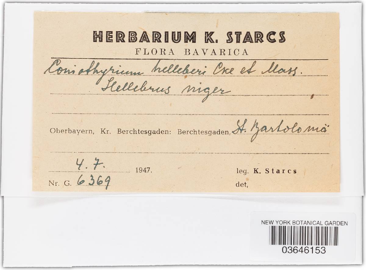 Microsphaeropsis hellebori image