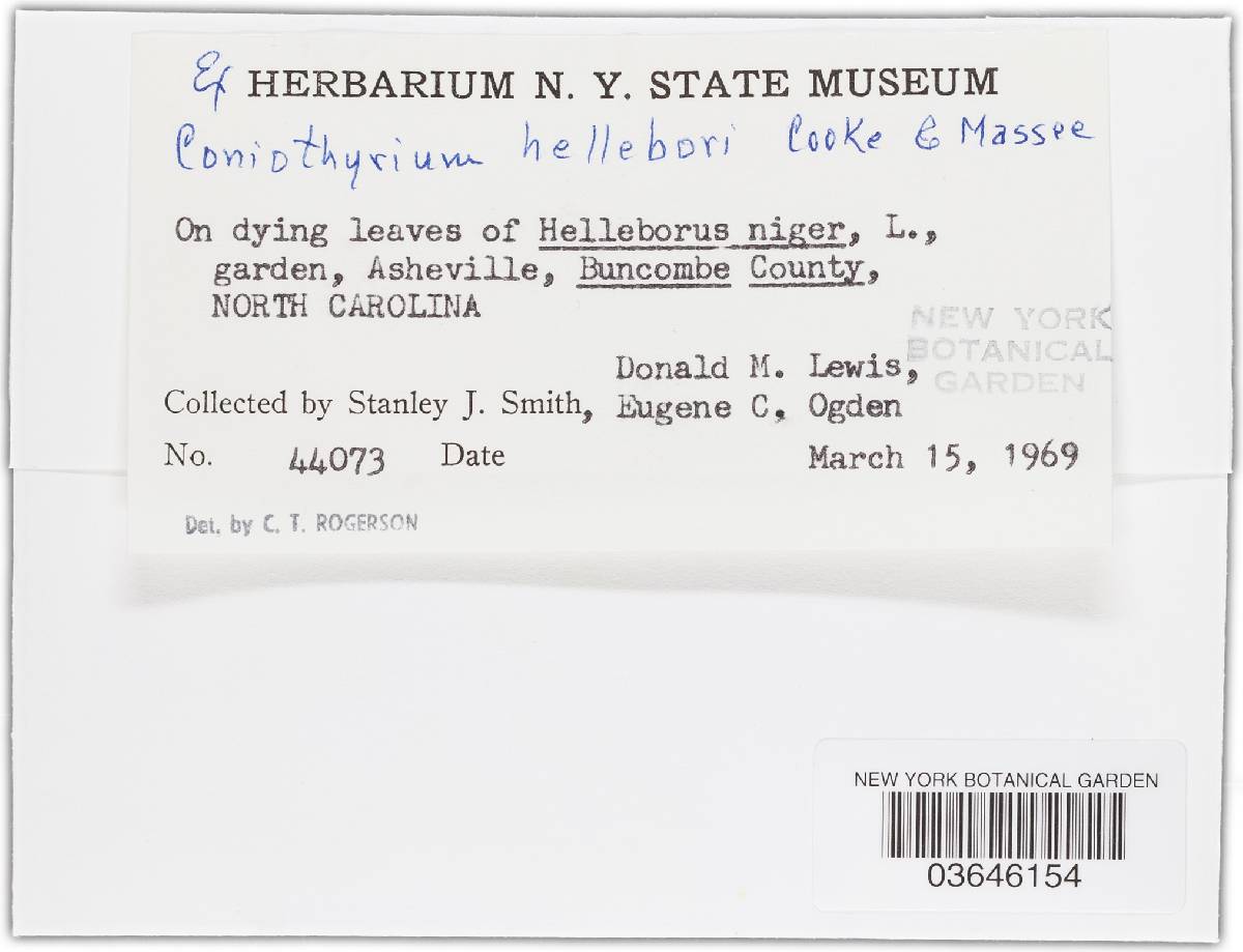 Microsphaeropsis hellebori image