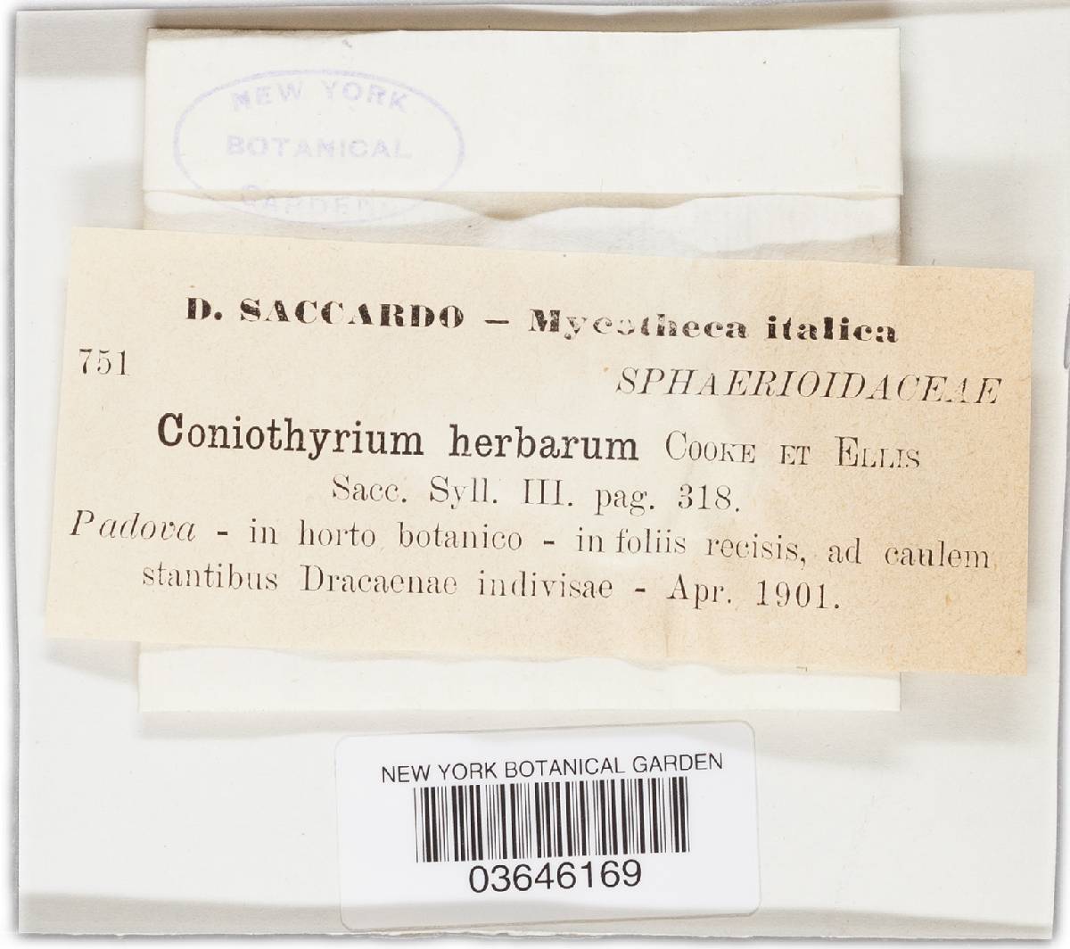 Coniothyrium herbarum image