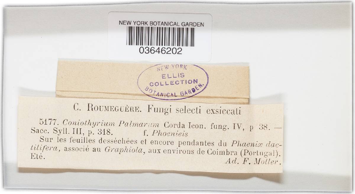 Coniothyrium palmarum image