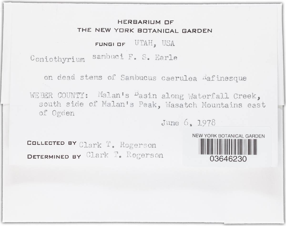 Coniothyrium sambuci image