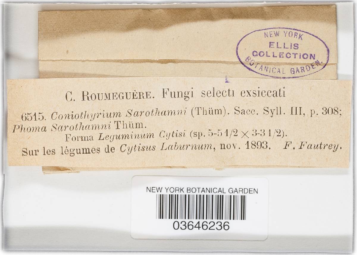 Coniothyrium sarothamni image