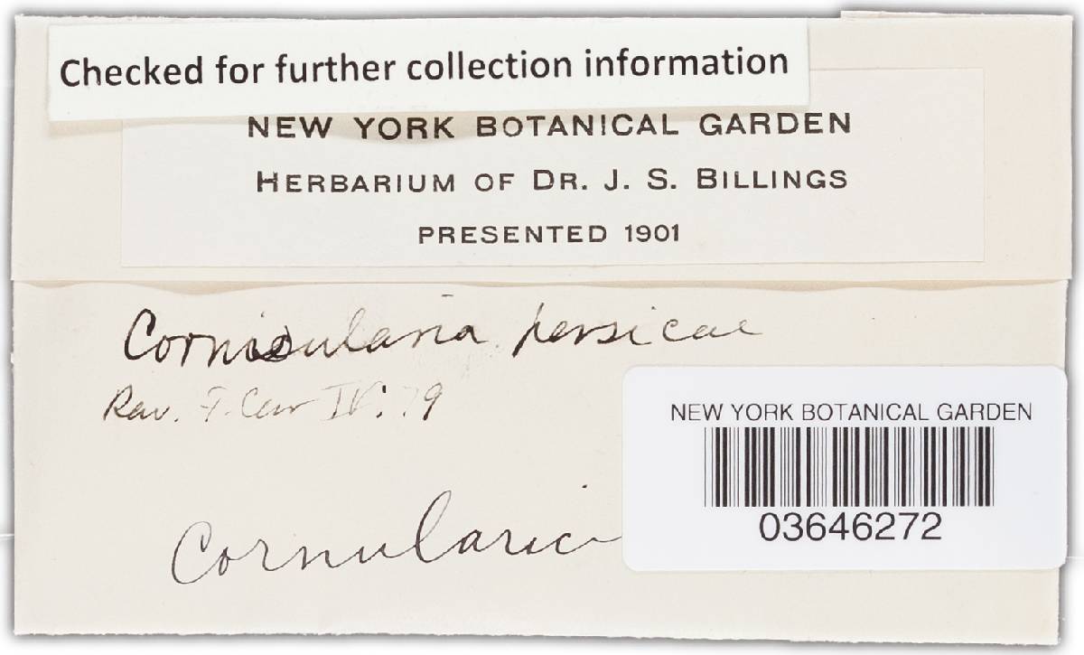 Cornularia persicae image