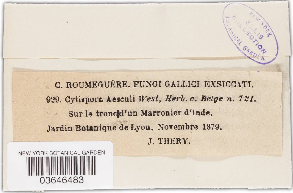 Cytospora aesculi image