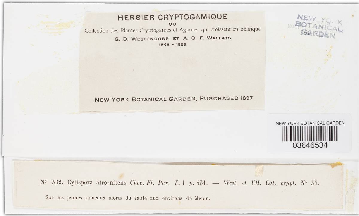 Cytospora atronitens image