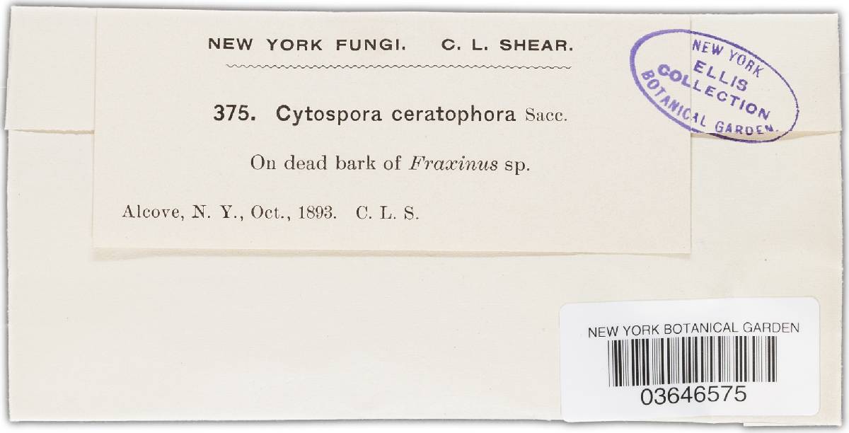 Cytospora ceratophora image