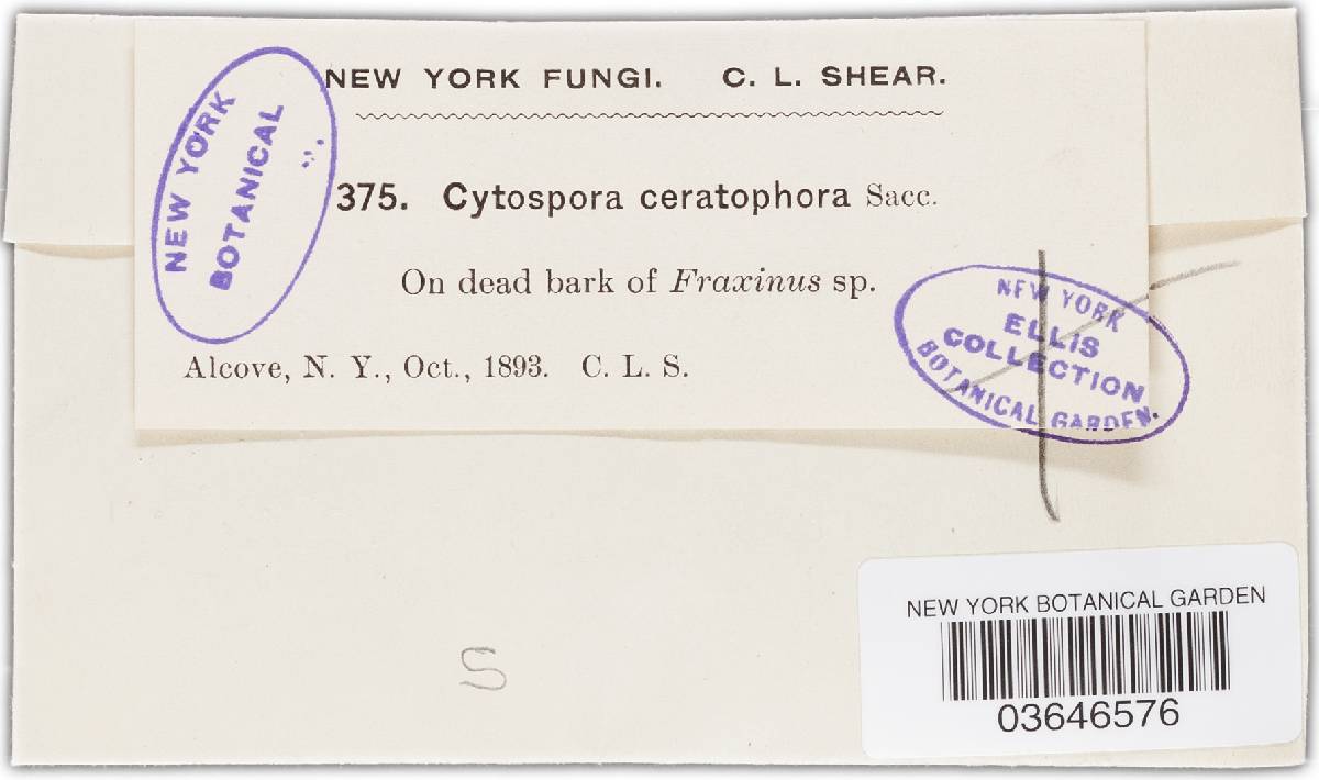 Cytospora ceratophora image