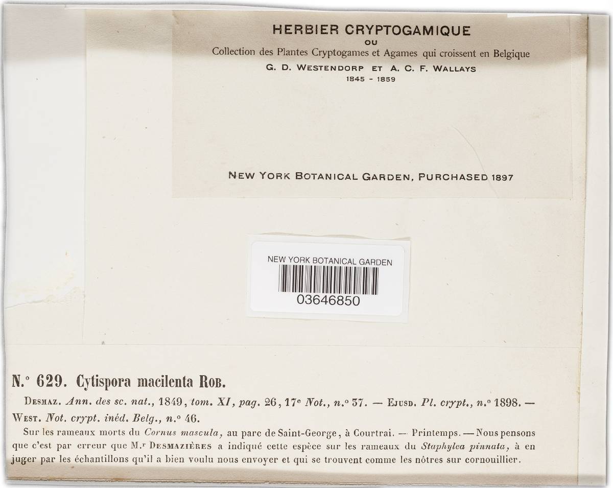 Cytospora macilenta image