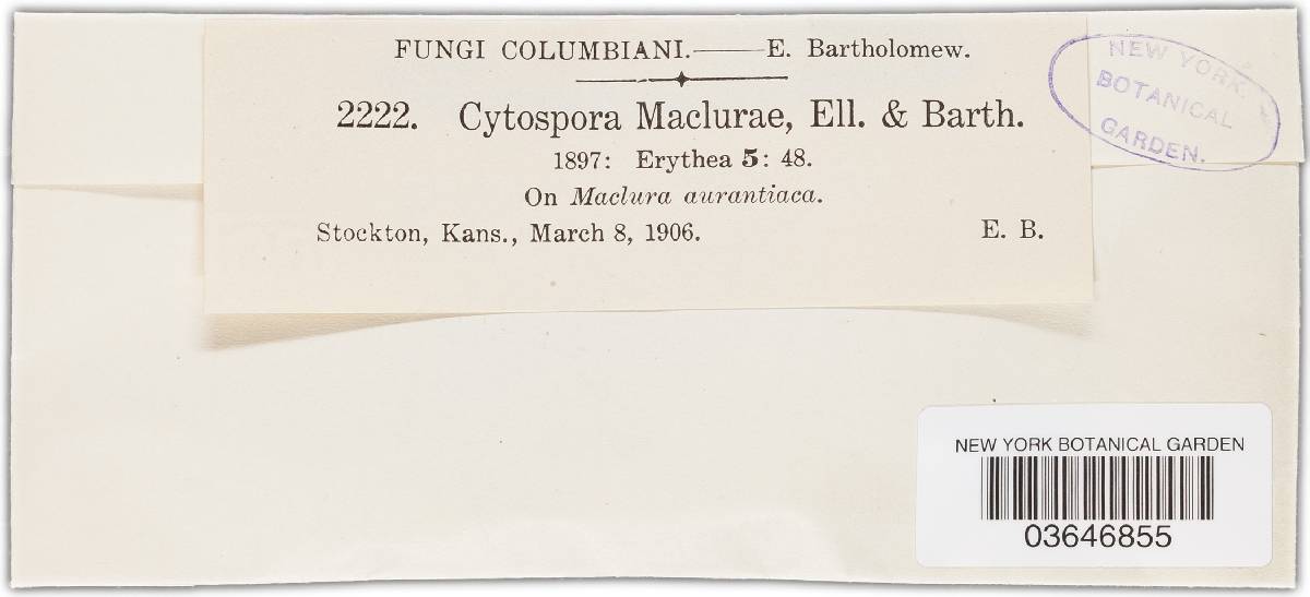 Cytospora maclurae image