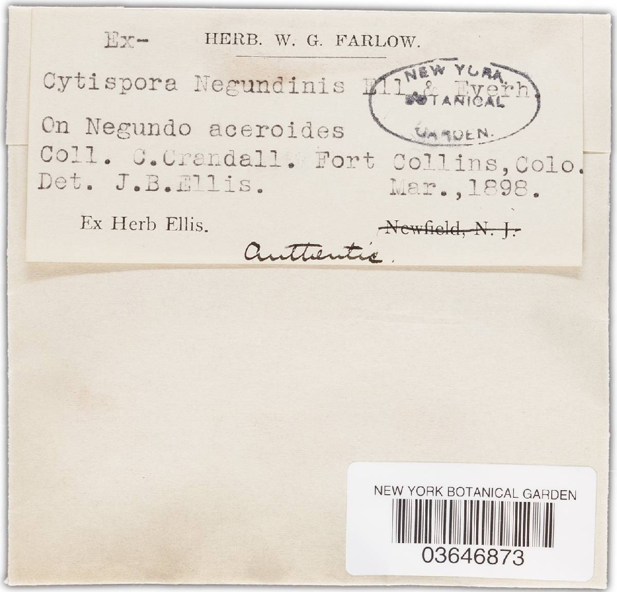 Cytospora negundinis image