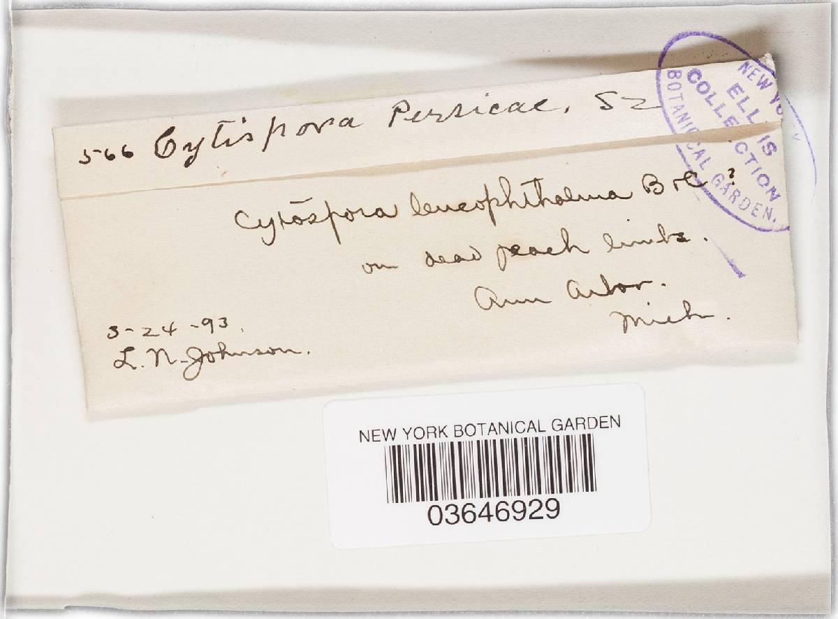 Cytospora persicae image