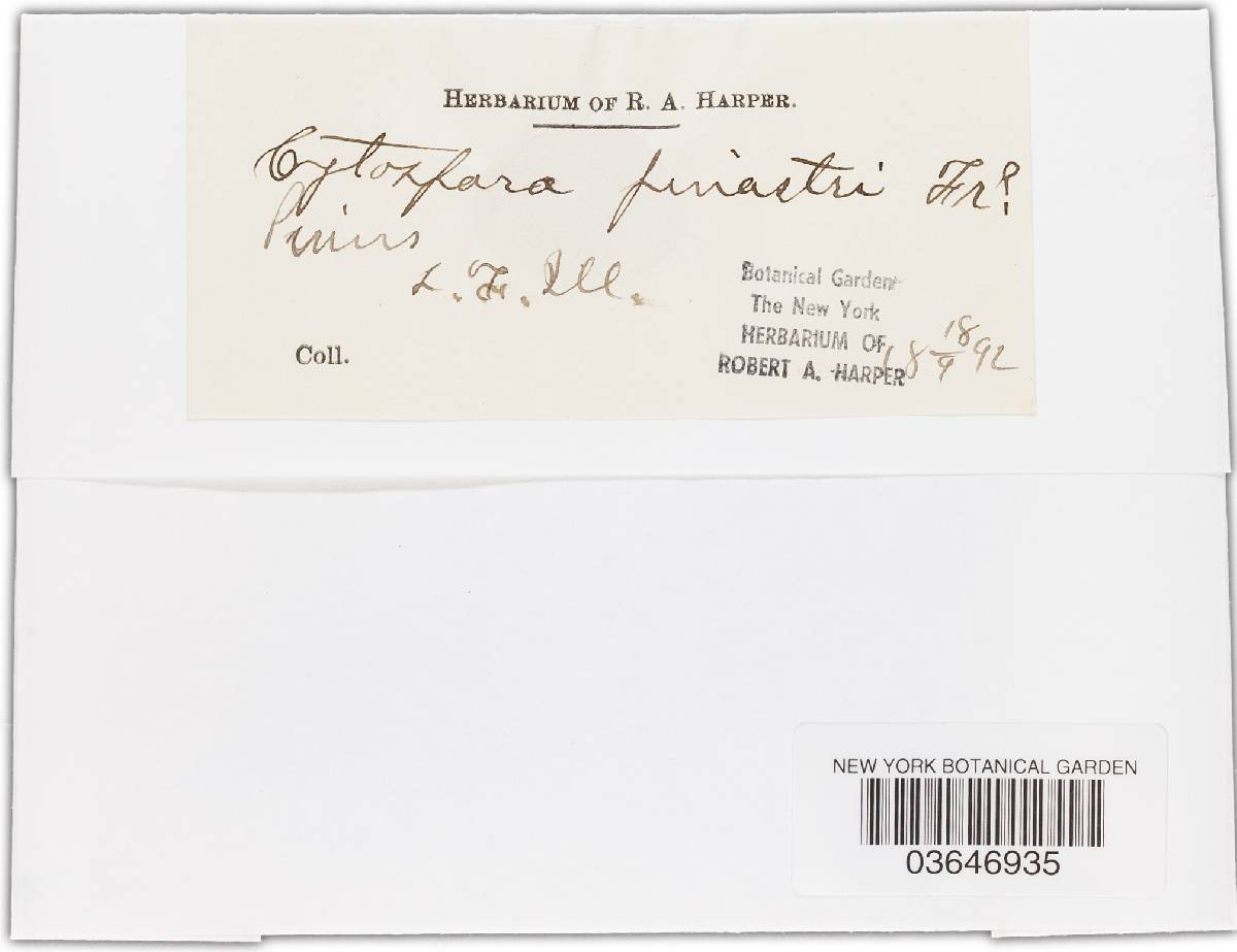 Valsa abietis image