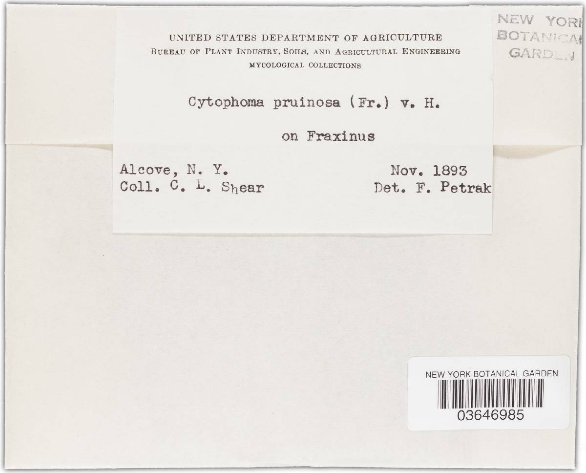 Cytospora pruinosa image